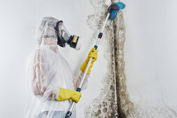 Best Industrial Mold Remediation in Discovery Bay, CA