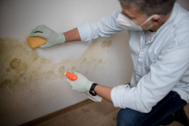 Best Crawl Space Mold Remediation in Discovery Bay, CA